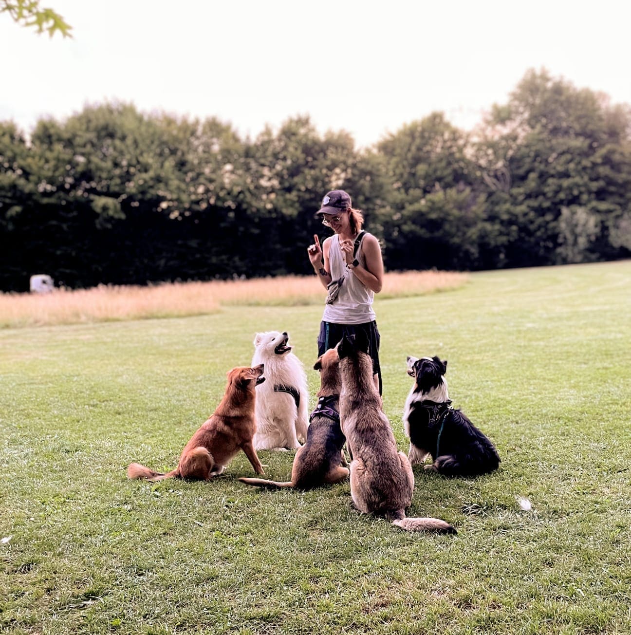 Perlouche & Co — Éducation comportementale canine & Pet Sitter